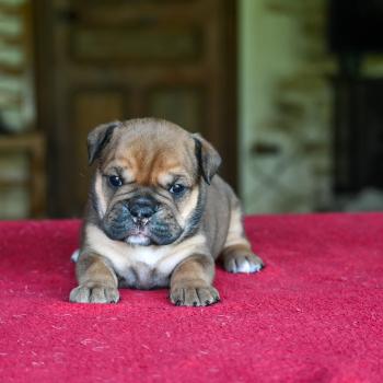 chiot Bulldog continental fauve Before today Elevage des Symphonies d'arlequin