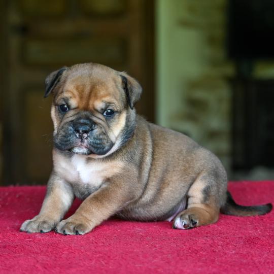 chiot Bulldog continental fauve Before today Elevage des Symphonies d'arlequin