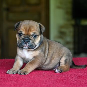 chiot Bulldog continental fauve Before today Elevage des Symphonies d'arlequin