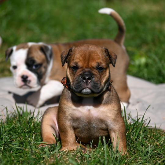 chiot Bulldog continental fauve Before today Elevage des Symphonies d'arlequin