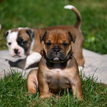chiot Bulldog continental fauve Before today Elevage des Symphonies d'arlequin