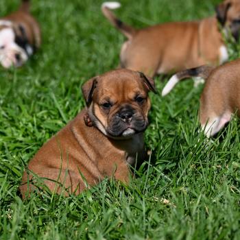 chiot Bulldog continental fauve Before today Elevage des Symphonies d'arlequin
