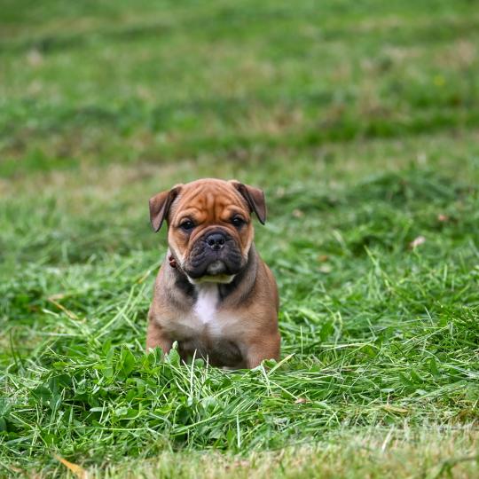 chiot Bulldog continental fauve Before today Elevage des Symphonies d'arlequin