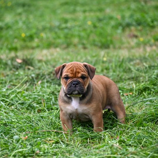chiot Bulldog continental fauve Before today Elevage des Symphonies d'arlequin