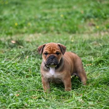 chiot Bulldog continental fauve Before today Elevage des Symphonies d'arlequin