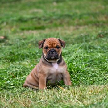 chiot Bulldog continental fauve Before today Elevage des Symphonies d'arlequin