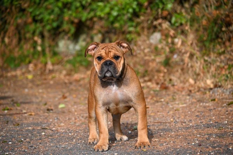 Before today Des Symphonies d'arlequin Femelle Bulldog continental
