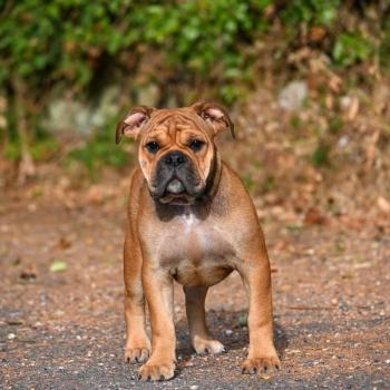 chiot Bulldog continental fauve Before today Elevage des Symphonies d'arlequin