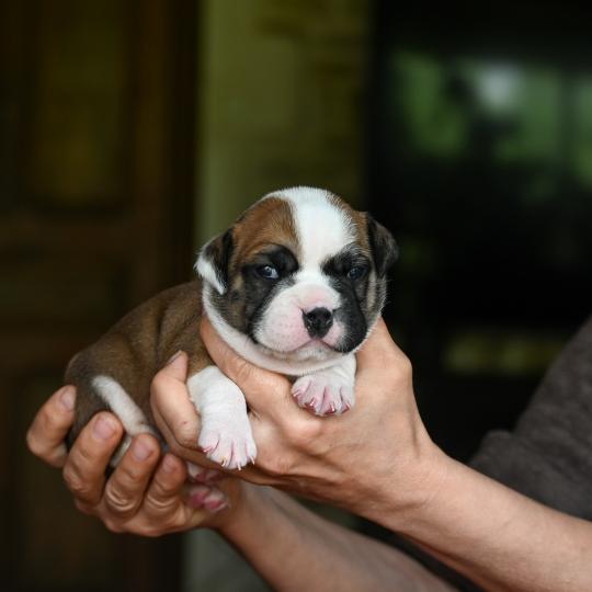 Before you Des Symphonies d'arlequin Femelle Bulldog continental