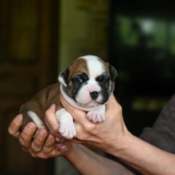 chiot Bulldog continental fauve Before you Elevage des Symphonies d'arlequin