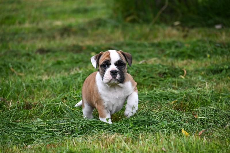 Before you Des Symphonies d'arlequin Femelle Bulldog continental
