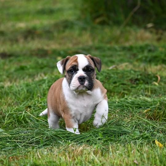 chiot Bulldog continental fauve Before you Elevage des Symphonies d'arlequin