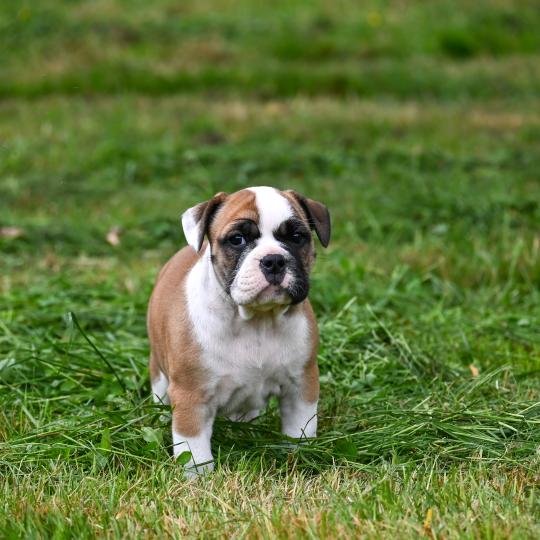 chiot Bulldog continental fauve Before you Elevage des Symphonies d'arlequin