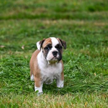 chiot Bulldog continental fauve Before you Elevage des Symphonies d'arlequin
