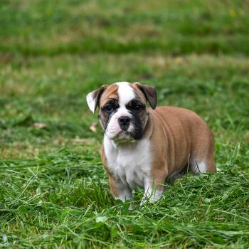 chiot Bulldog continental fauve Before you Elevage des Symphonies d'arlequin