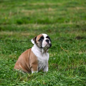 chiot Bulldog continental fauve Before you Elevage des Symphonies d'arlequin