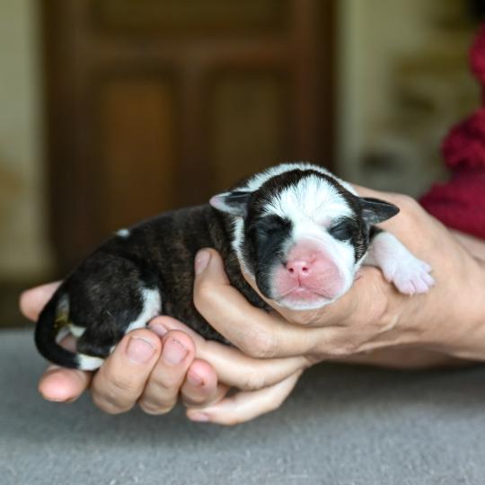 chiot Bulldog continental Bringé panachure blanche Behind the Walls Elevage des Symphonies d'arlequin