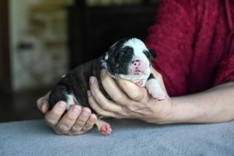 Behind the Walls Des Symphonies d'arlequin Mâle Bulldog continental