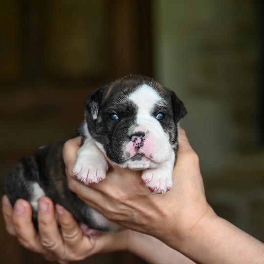 chiot Bulldog continental Bringé panachure blanche Behind the Walls Elevage des Symphonies d'arlequin