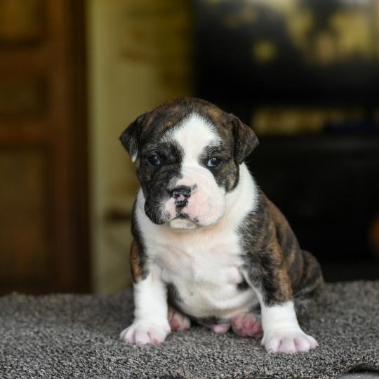 chiot Bulldog continental Bringé panachure blanche Behind the Walls Elevage des Symphonies d'arlequin