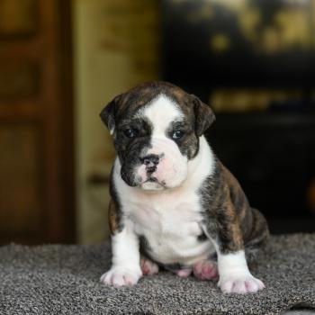 chiot Bulldog continental Bringé panachure blanche Behind the Walls Elevage des Symphonies d'arlequin