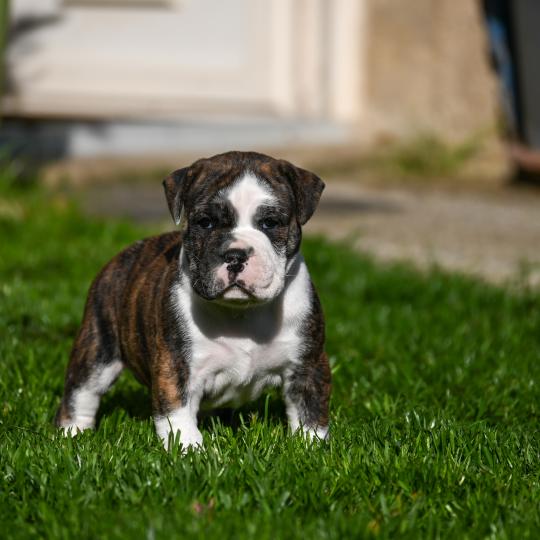 Behind the Walls Des Symphonies d'arlequin Mâle Bulldog continental