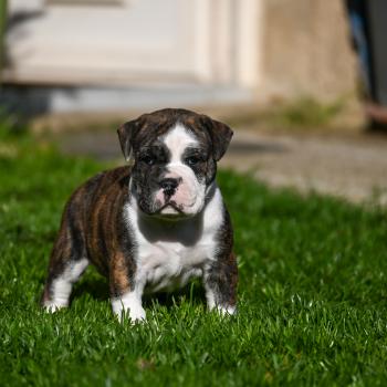 chiot Bulldog continental Bringé panachure blanche Behind the Walls Elevage des Symphonies d'arlequin