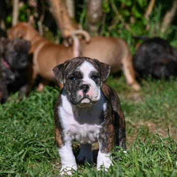 chiot Bulldog continental Bringé panachure blanche Behind the Walls Elevage des Symphonies d'arlequin