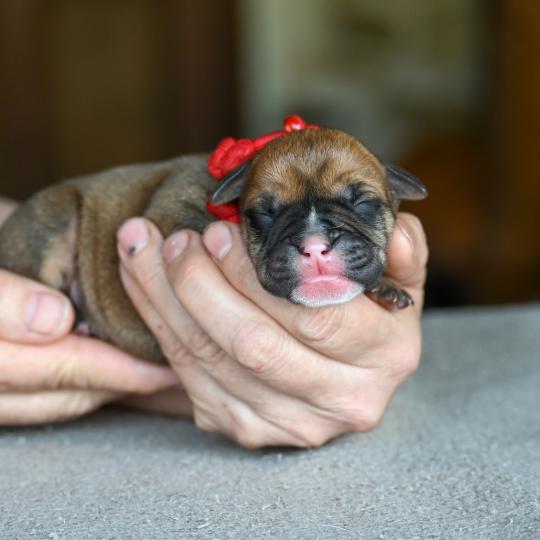 chiot Bulldog continental Fauve Behind love Elevage des Symphonies d'arlequin