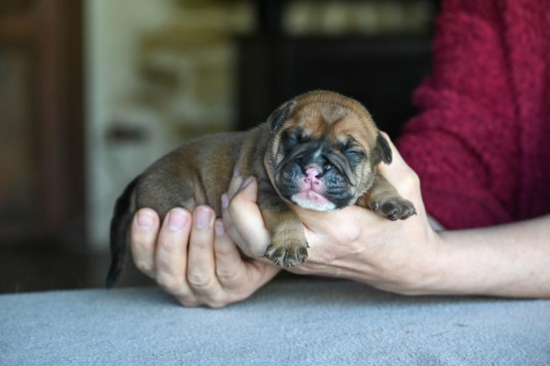 Behind love Des Symphonies d'arlequin Mâle Bulldog continental