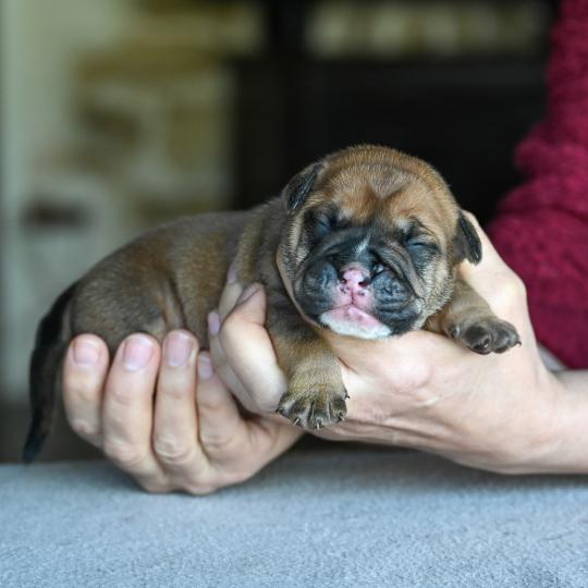 chiot Bulldog continental Fauve Behind love Elevage des Symphonies d'arlequin