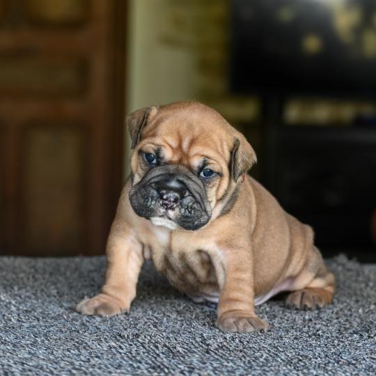 chiot Bulldog continental Fauve Behind love Elevage des Symphonies d'arlequin