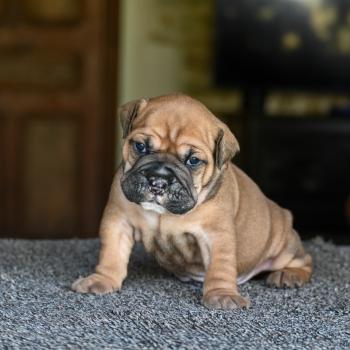 chiot Bulldog continental Fauve Behind love Elevage des Symphonies d'arlequin
