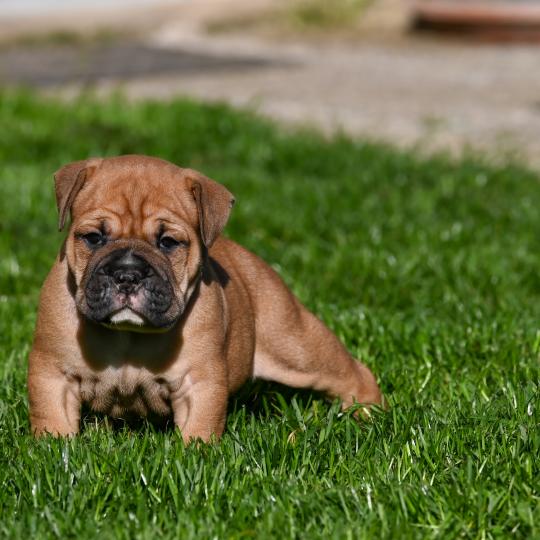 Behind love Des Symphonies d'arlequin Mâle Bulldog continental