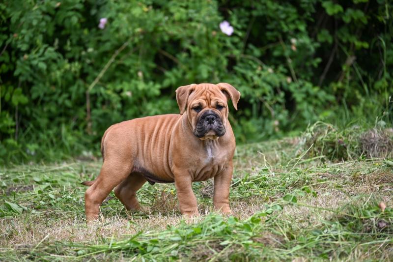 Behind love Des Symphonies d'arlequin Mâle Bulldog continental