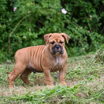 chiot Bulldog continental Fauve Behind love Elevage des Symphonies d'arlequin