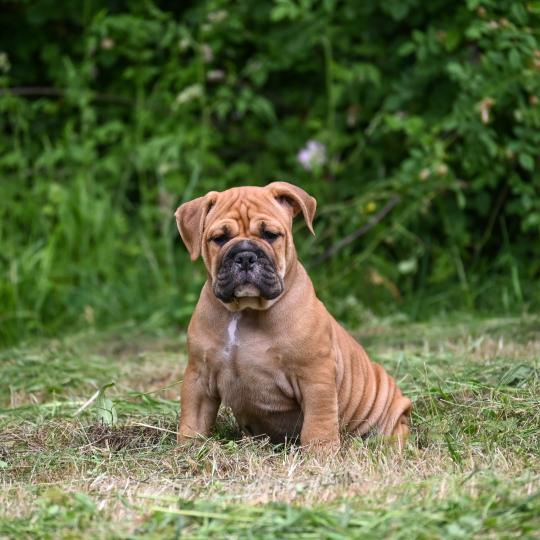 chiot Bulldog continental Fauve Behind love Elevage des Symphonies d'arlequin