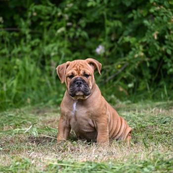 chiot Bulldog continental Fauve Behind love Elevage des Symphonies d'arlequin