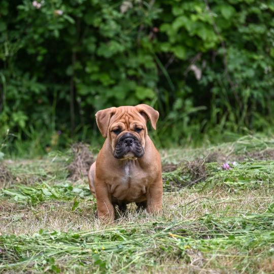 chiot Bulldog continental Fauve Behind love Elevage des Symphonies d'arlequin