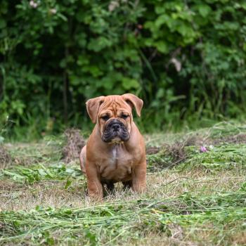 chiot Bulldog continental Fauve Behind love Elevage des Symphonies d'arlequin