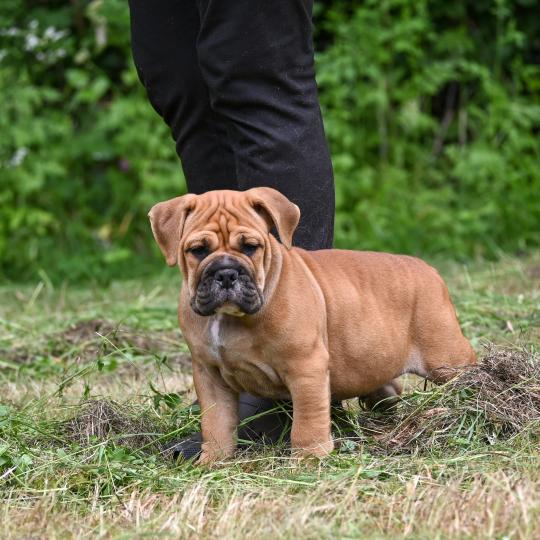chiot Bulldog continental Fauve Behind love Elevage des Symphonies d'arlequin