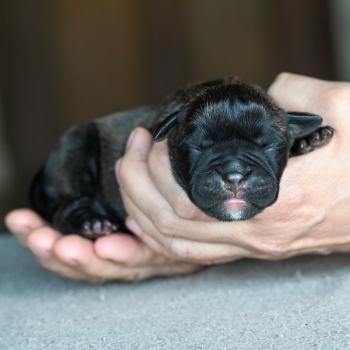 chiot Bulldog continental Bringé Behind the lines Elevage des Symphonies d'arlequin