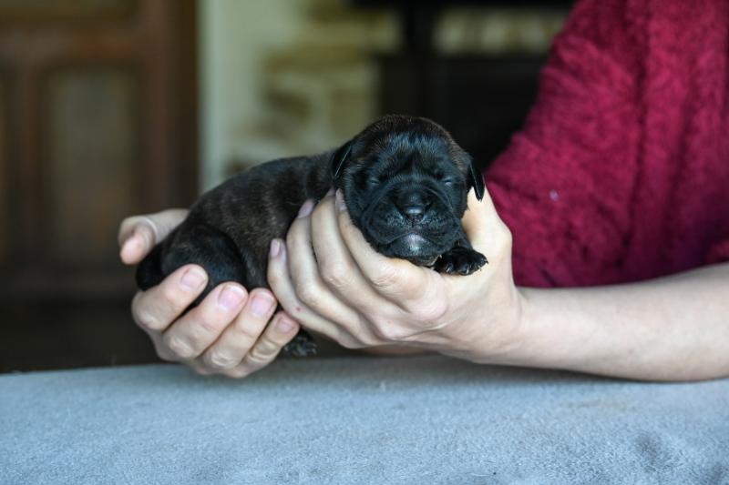 Behind the lines Des Symphonies d'arlequin Femelle Bulldog continental