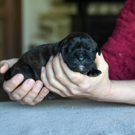 chiot Bulldog continental Bringé Behind the lines Elevage des Symphonies d'arlequin