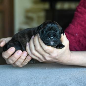chiot Bulldog continental Bringé Behind the lines Elevage des Symphonies d'arlequin