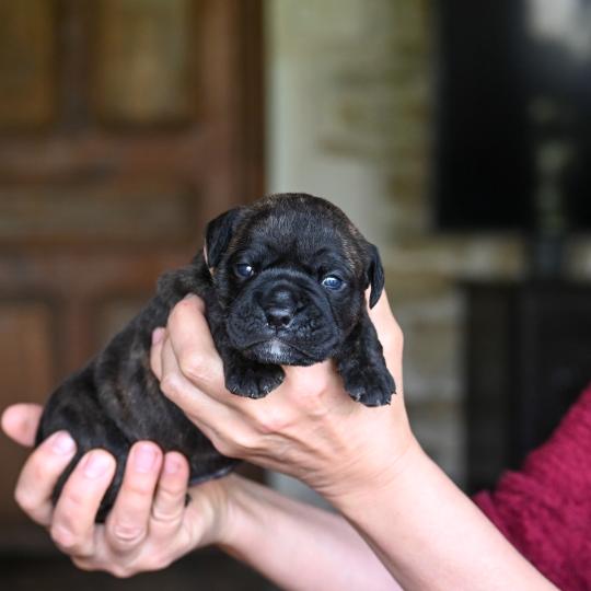 chiot Bulldog continental Bringé Behind the lines Elevage des Symphonies d'arlequin