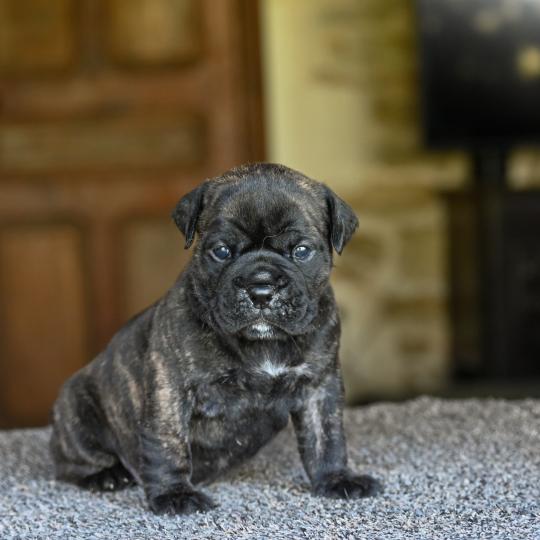 chiot Bulldog continental Bringé Behind the lines Elevage des Symphonies d'arlequin