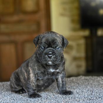 chiot Bulldog continental Bringé Behind the lines Elevage des Symphonies d'arlequin