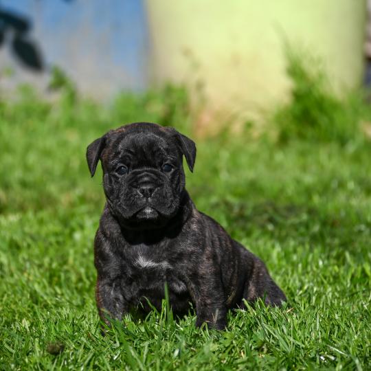 Behind the line Des Symphonies d'arlequin Femelle Bulldog continental