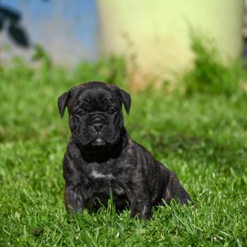 chiot Bulldog continental Bringé Behind the line Elevage des Symphonies d'arlequin
